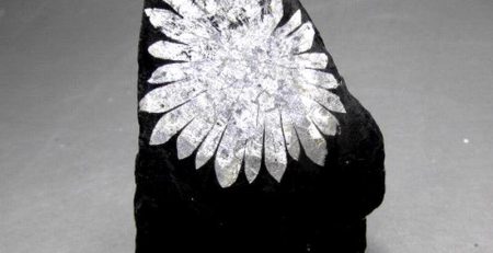 A silver flower on a black rock.