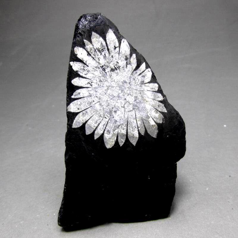 A silver flower on a black rock.