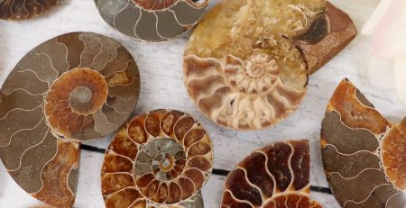 A group of ammonite fossils on a table.