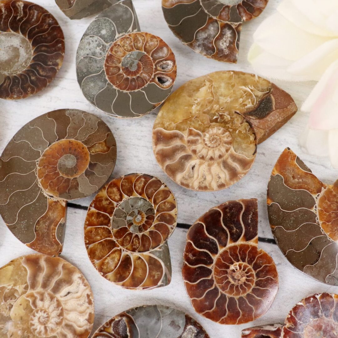 A group of ammonite fossils on a table.