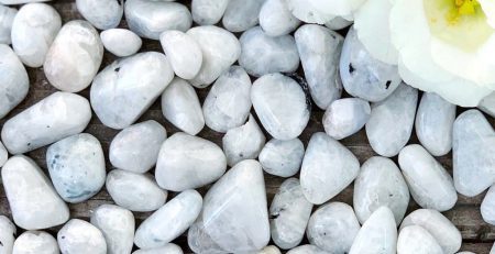 White pebbles with a white flower.