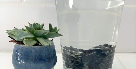 A glass of water with a plant in it.