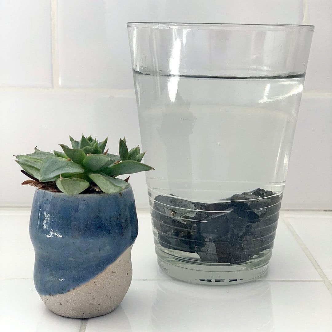 A glass of water with a plant in it.