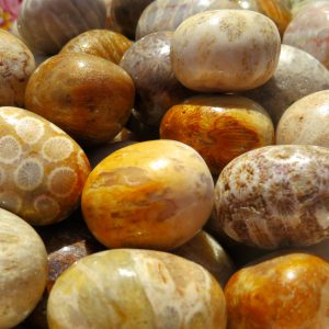 Polished fossilized coral stones.