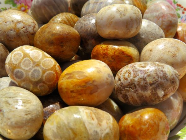 Polished fossilized coral stones.