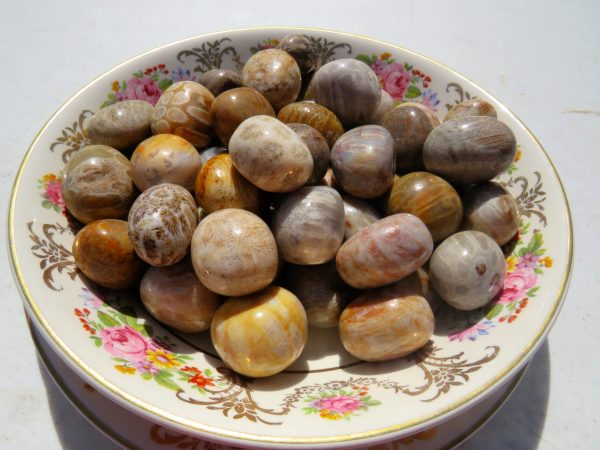 A plate of fossilized wood stones.