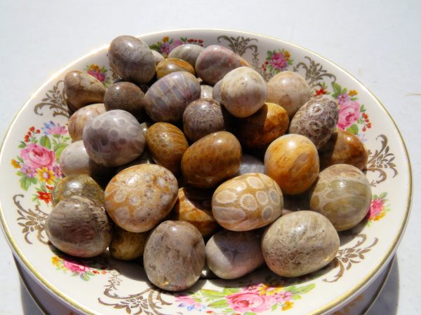 Polished fossilized coral stones on a plate.