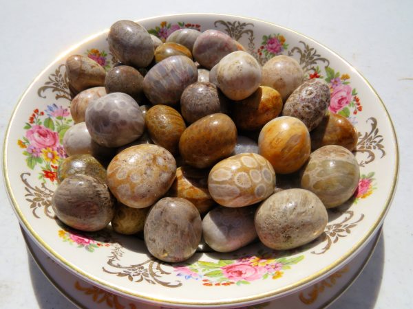 Polished fossilized coral stones on plate.