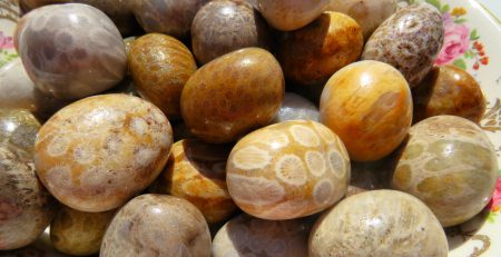 A bowl filled with Fossilized Coral Tumbles.