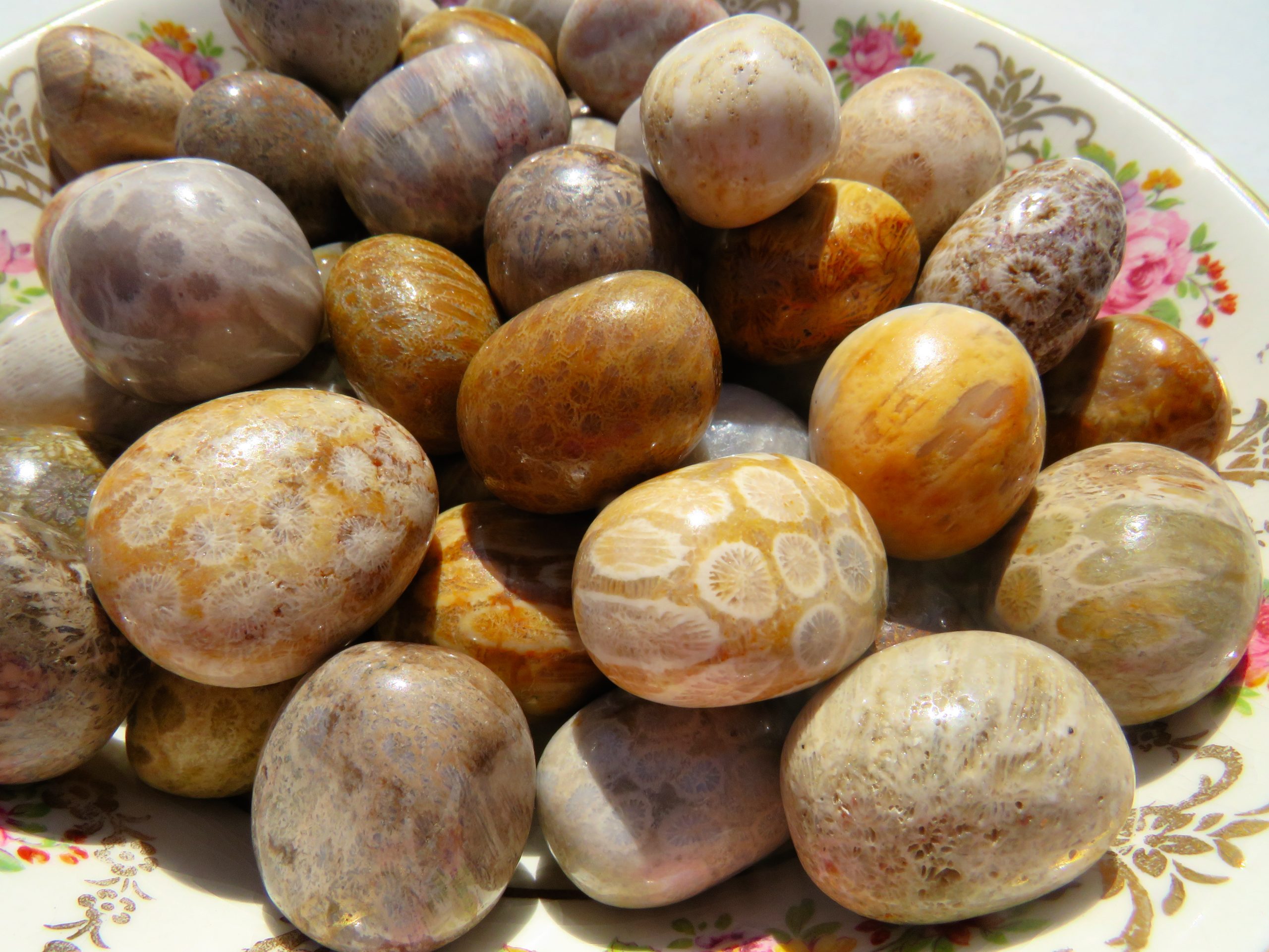 A bowl filled with Fossilized Coral Tumbles.