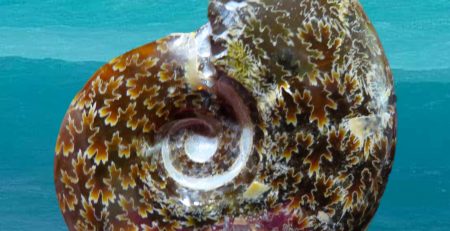 A nautilus shell on a beach near the ocean.