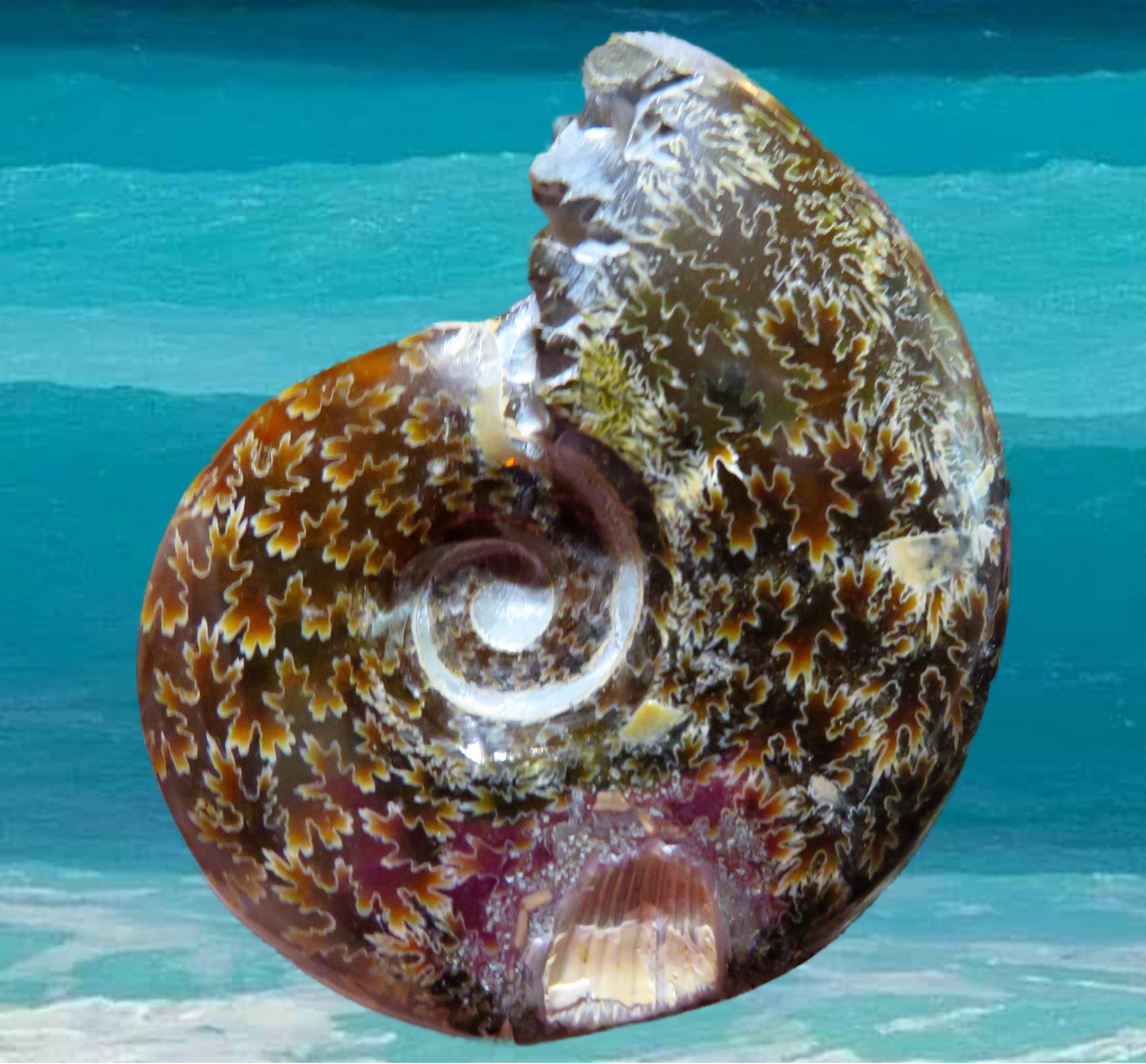 A nautilus shell on a beach near the ocean.